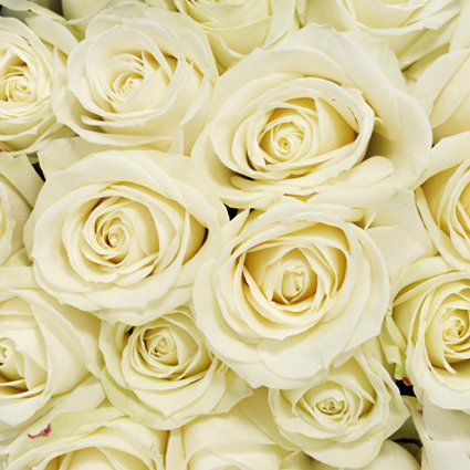 Цветы: Белые розы 50-60 см