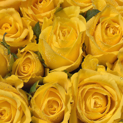 Цветы: Жёлтые розы 70 - 80 см