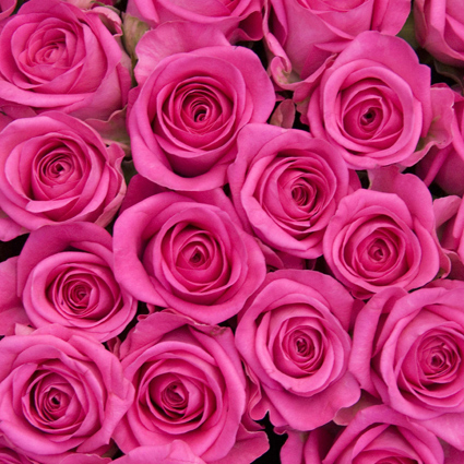 Цветы: Розовые розы 70 - 80 см