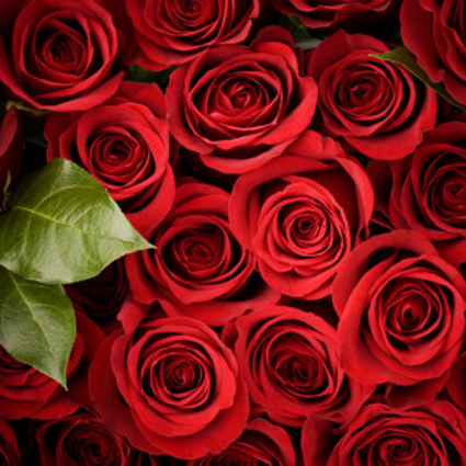 Ziedi: Sarkanas rozes 50 cm