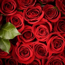 Цветы: Красные розы 70 - 80 см